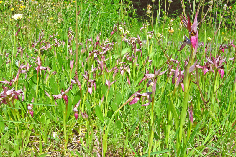 Orchidee del Chianti - Ophrys sphegodes e altre...